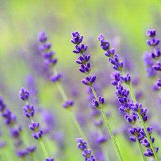 Lavandula Angustifolia ‘Hidcote’