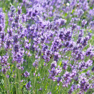 Lavandula Angustifolia ‘Hidcote’