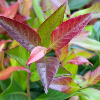 Leucothoe ‘Zeblid’