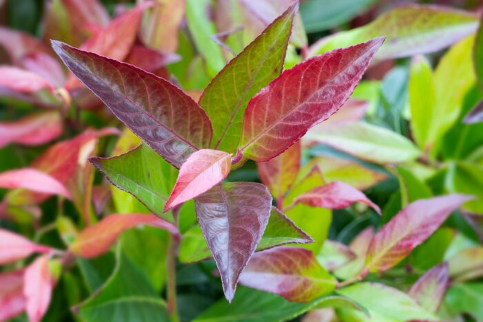 Leucothoe 'Zeblid'