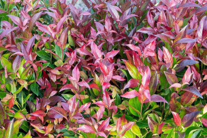 Leucothoe 'Zeblid'