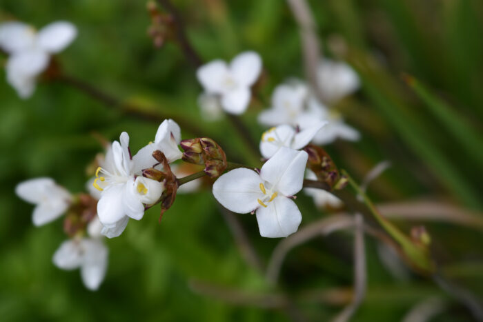 Libertia Grandiflora