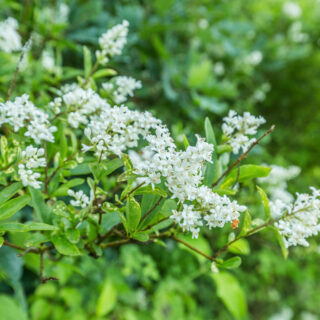 Ligustrum Ovalifolium