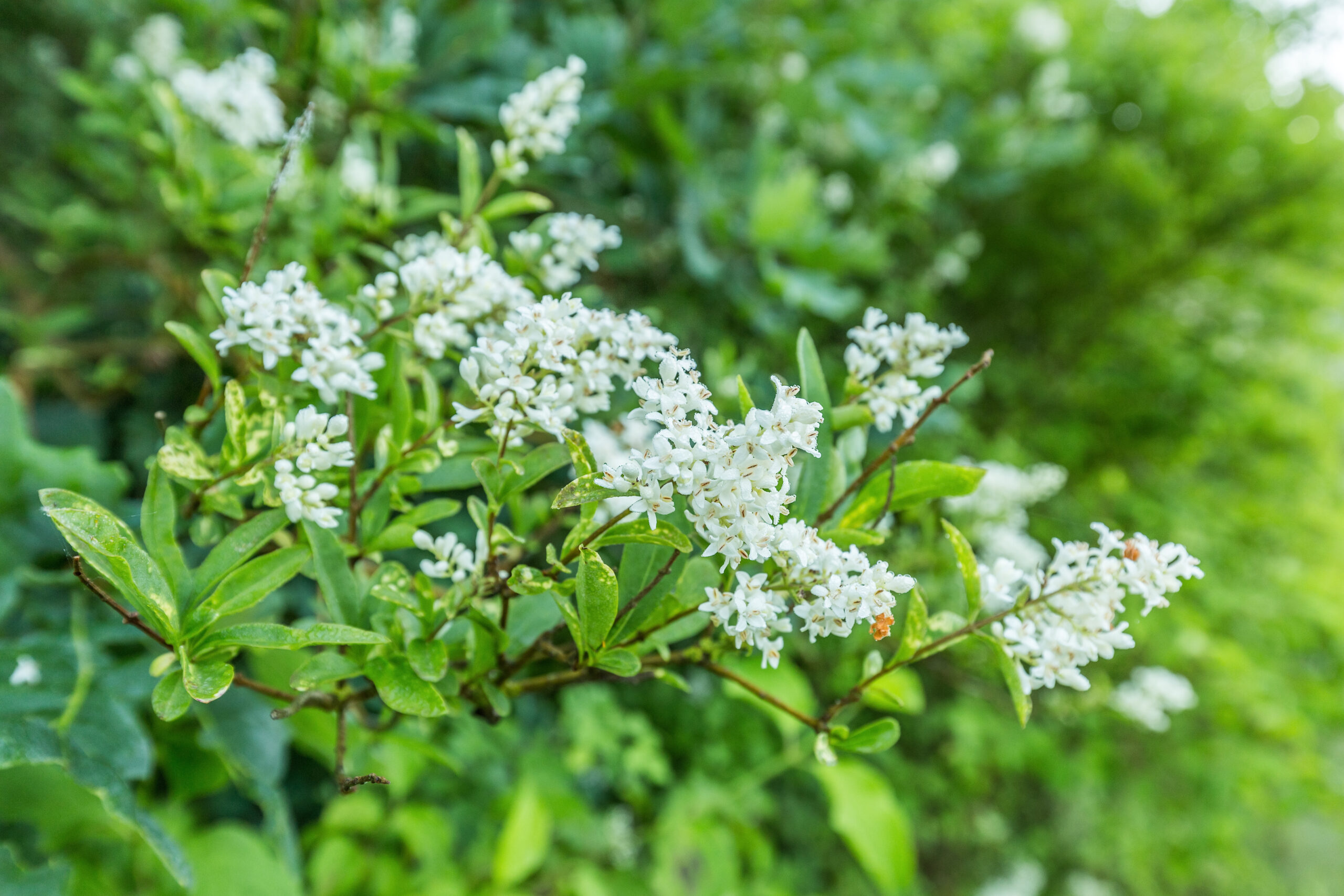 Ligustrum Ovalifolium Ligustrum Ovalifolium