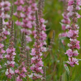 Lythrum Salicaria ‘Blush’