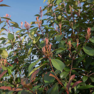 Photinia x Fraseri ‘Red Select’