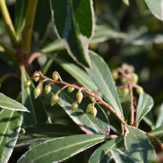 Pieris ‘Flaming Silver’