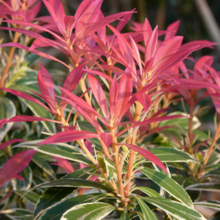 Pieris ‘Flaming Silver’