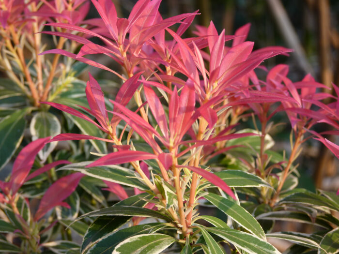 Pieris 'Flaming Silver'