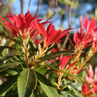 Pieris ‘Forest Flame’