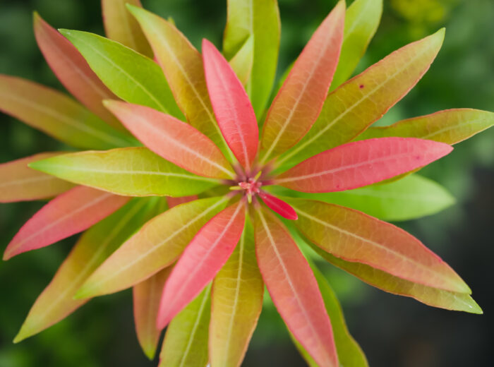 Pieris Japonica 'Mountain Fire'