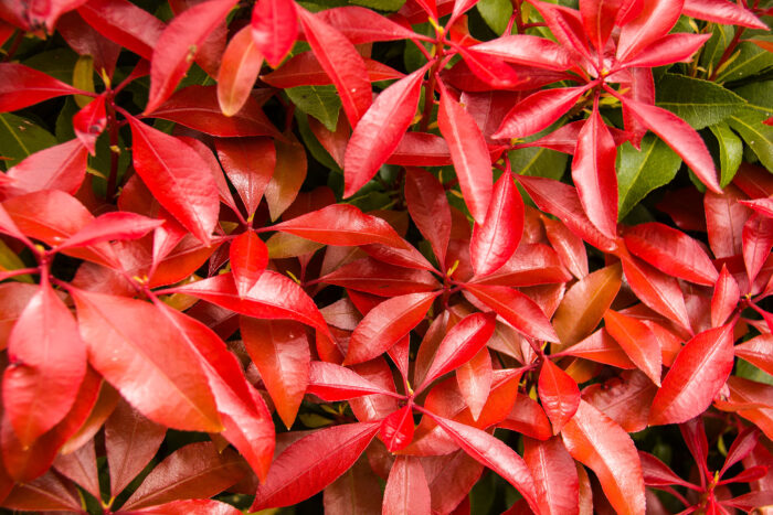 Pieris Japonica 'Mountain Fire'