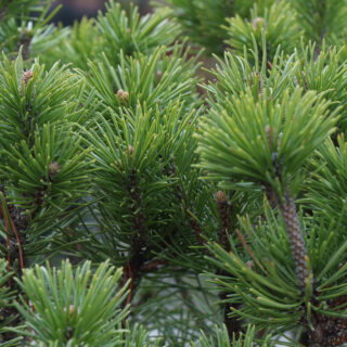 Pinus Mugo ‘Pumilio’