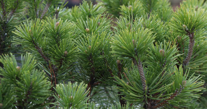 Pinus Mugo 'Pumilio'