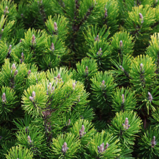 Pinus Mugo ‘Pumilio’