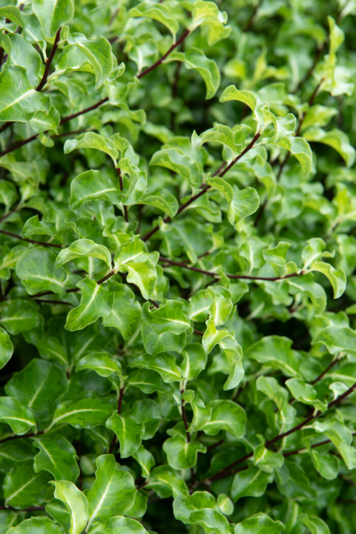 Pittosporum Tenuifolium 'Abbotsbury Gold'