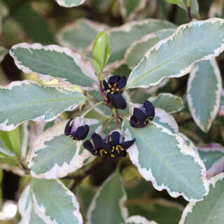 Pittosporum Tenuifolium ‘Elizabeth’