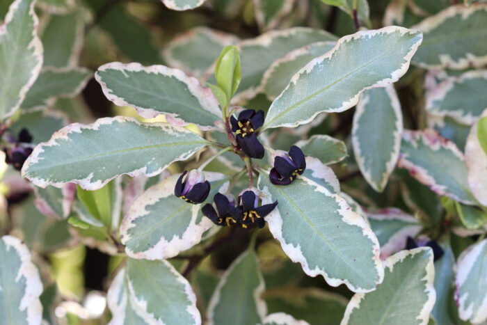 Pittosporum Tenuifolium 'Elizabeth'