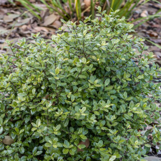 Pittosporum Tenuifolium ‘Golf Ball’