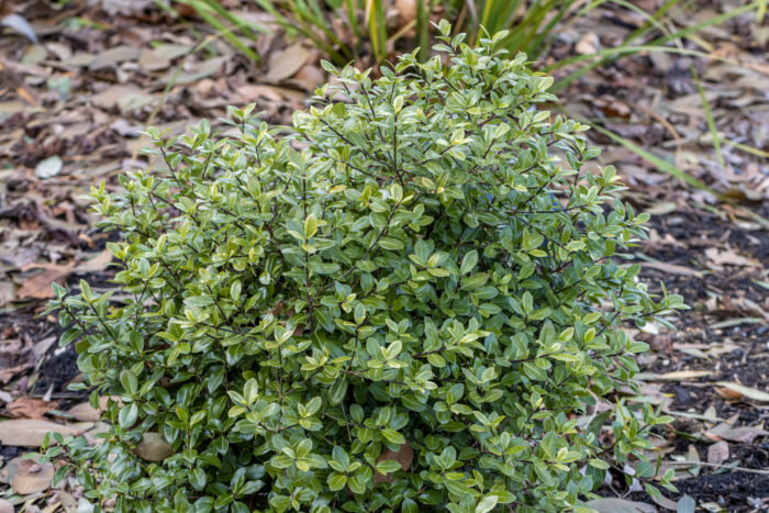 Pittosporum Tenuifolium 'Golf Ball'