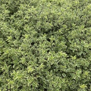 Pittosporum Tenuifolium ‘Variegatum’