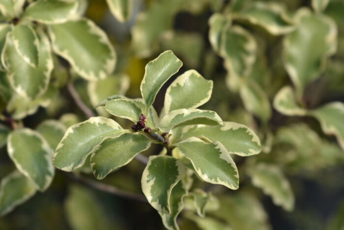 Pittosporum Tenuifolium 'Variegatum'