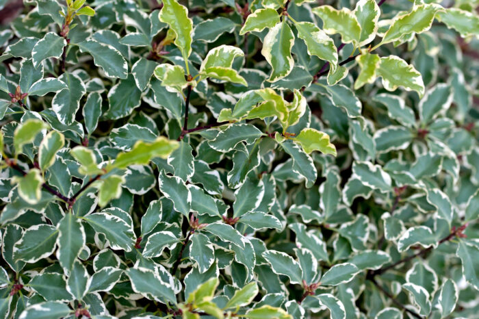 Pittosporum Tenuifolium 'Victoria'