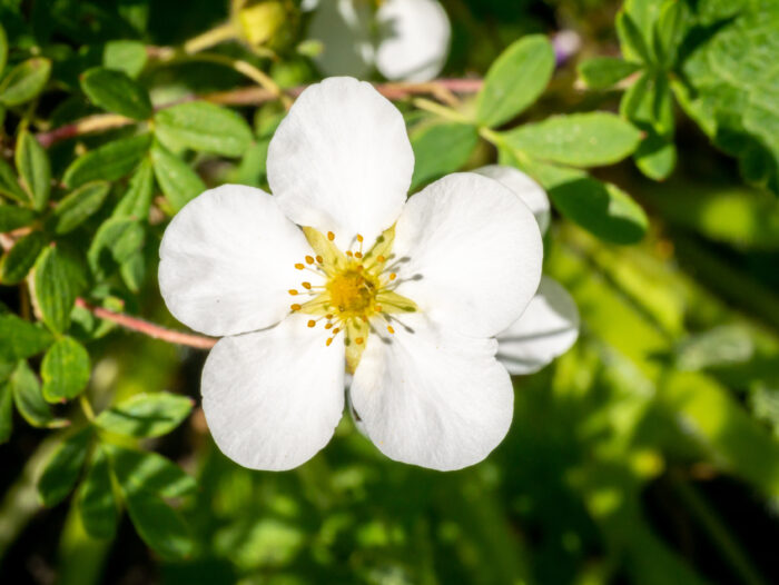 Potentilla Fruticosa 'Abbotswood'