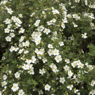 Potentilla Fruticosa ‘Abbotswood’