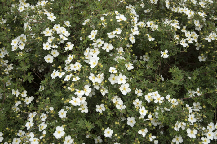 Potentilla Fruticosa 'Abbotswood'