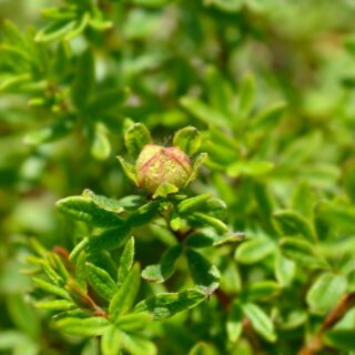 Potentilla Fruticosa ‘Bellissima’