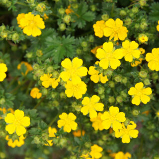 Potentilla Fruticosa ‘Goldfinger’