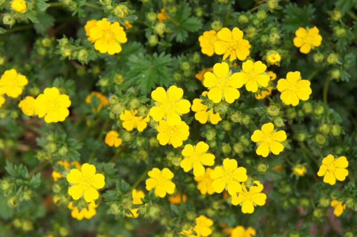 Potentilla Fruticosa 'Goldfinger'