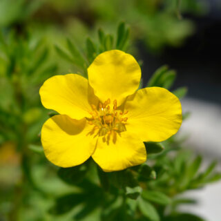 Potentilla Fruticosa ‘Goldfinger’