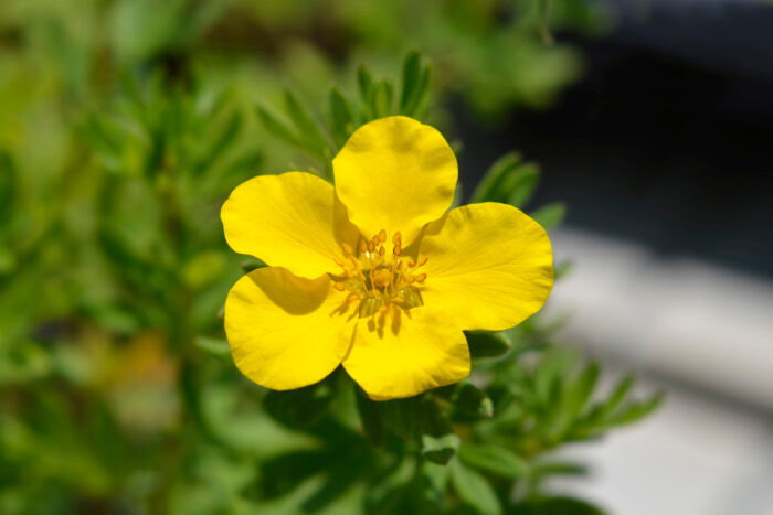 Potentilla Fruticosa 'Goldfinger'