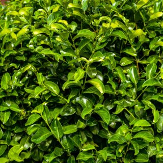 Prunus Laurocerasus ‘Rotundifolia’