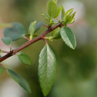Pyracantha Coccinea ‘Red Column’