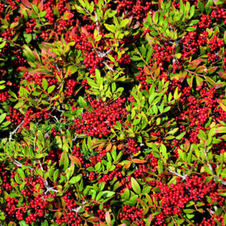 Pyracantha Coccinea ‘Red Column’