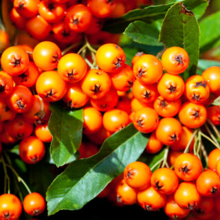 Pyracantha ‘Orange Glow’