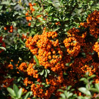 Pyracantha ‘Orange Glow’