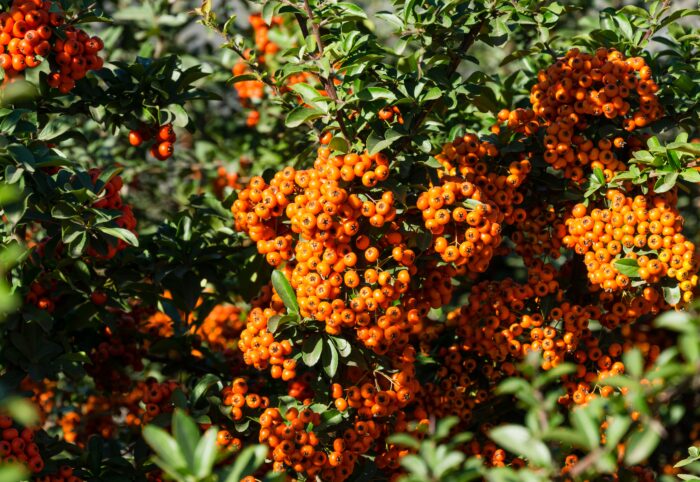 Pyracantha 'Orange Glow'