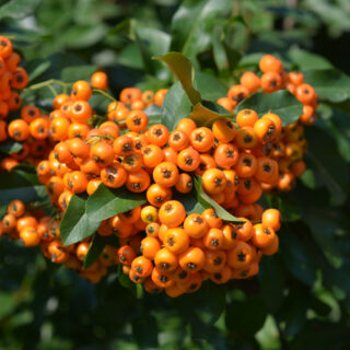 Pyracantha ‘Saphyr Orange’