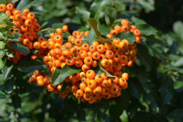 Pyracantha 'Saphyr Orange'