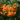 Pyracantha ‘Saphyr Orange’