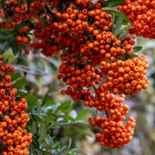 Pyracantha ‘Saphyr Orange’