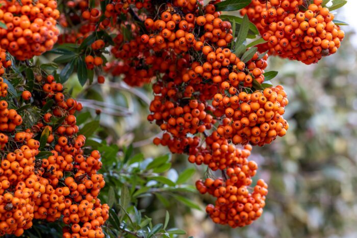 Pyracantha 'Saphyr Orange'