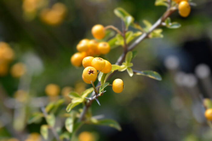 Pyracantha 'Soleil d'Or'