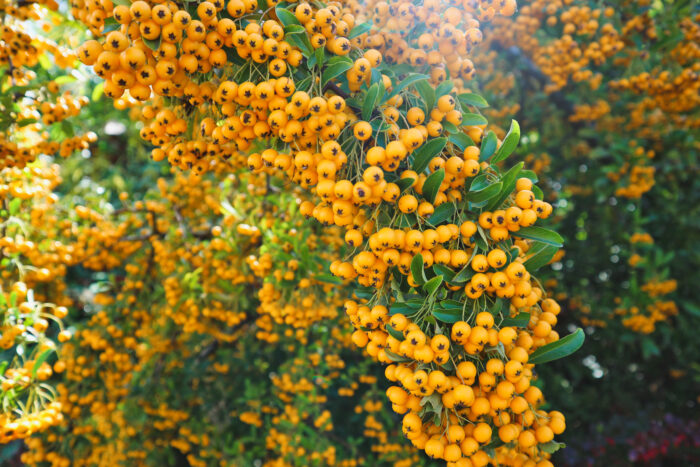 Pyracantha 'Soleil d'Or'