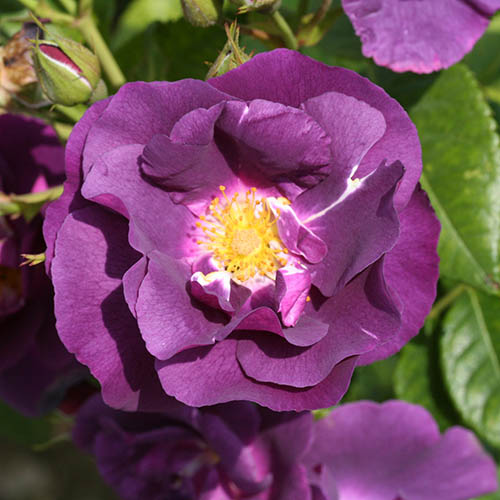 Rosa Rhapsody Rosa 'Rhapsody in Blue' (Bush Rose) - Plants To Your Door