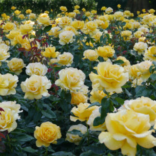 Rosa ‘Golden Wedding’